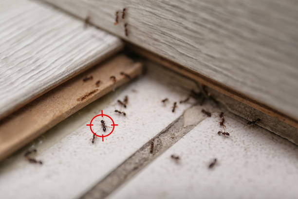 Flea Control Services in Tallmadge, OH